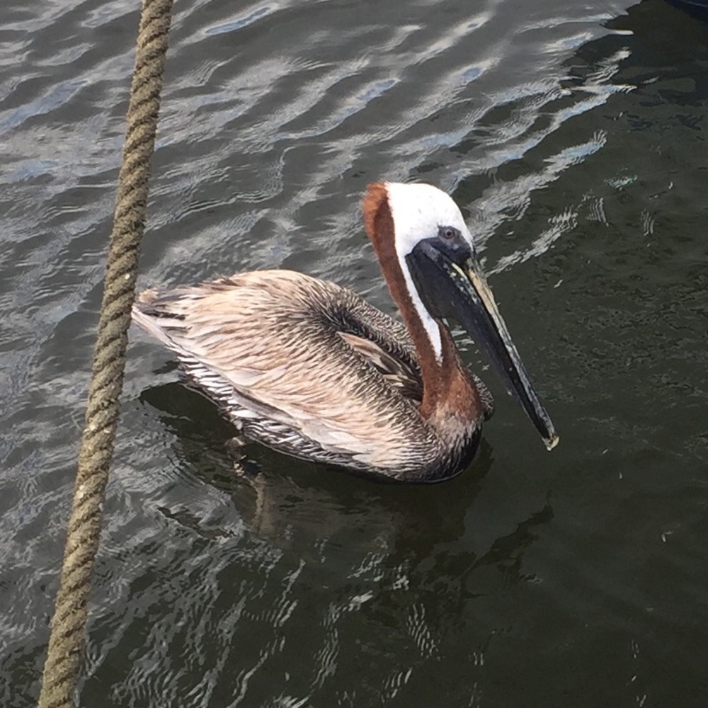 Meet your Posher, Mary